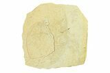 Detailed Fossil Crane Fly (Tipula) - France #294123-1